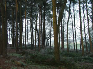 Tall Trees Activity Site